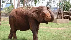 ಮೈಸೂರು ಮೃಗಾಲಯದ ಹಿರಿಯಾನೆ ಪದ್ಮಾವತಿ ನಿಧನ: ದಸರಾ ಸಂಭ್ರಮದ ನಡುವೆ ಸೂತಕ