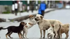 ಬೀದಿ ನಾಯಿಗಳಿಗೆ ಲಸಿಕೆ ಹಾಕಿಸಿ, ಆಶ್ರಯ ತಾಣಗಳಿಂದ ಬಿಡುಗಡೆ ಮಾಡಿ: ಆದೇಶ ಮಾರ್ಪಡಿಸಿದ ಸುಪ್ರೀಂ ಕೋರ್ಟ್