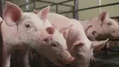 ರಾಜ್ಯಕ್ಕೆ ಕಾಲಿಟ್ಟ ಆಫ್ರಿಕನ್ ಹಂದಿ ಜ್ವರ ದೃಢ; ಚಿಂತಾಮಣಿಯಲ್ಲಿ 100 ಹಂದಿ ಸಾವು