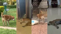 ಶಕ್ತಿ ಸೌಧದ ಶ್ವಾನ ಪಡೆಗೆ ಪ್ರತ್ಯೇಕ ಆಶ್ರಯ; ಇದು ವಿಧಾನಸೌಧದ ಇತಿಹಾಸದಲ್ಲೇ ವಿಶಿಷ್ಟ ಯೋಜನೆ