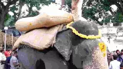 ದಸರಾ ಮಹೋತ್ಸವ: 500 ಕೆ.ಜಿ. ಮರಳು ಮೂಟೆ ಹೊತ್ತು ಗಾಂಭೀರ್ಯದಿಂದ ಹೆಜ್ಜೆ ಹಾಕಿದ ಗಜಪಡೆ