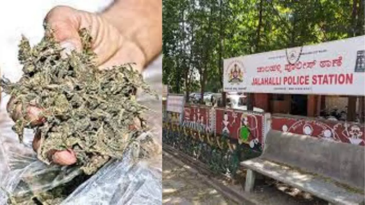 Bengaluru Crime: ₹4 Lakh Worth Ganja Network Busted in Jalahalli, Two Arrested Bengaluru Crime: ₹4 Lakh Worth Ganja Network Busted in Jalahalli, Two Arrested
