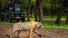 ಸ್ವಂತ ಮನೆ ಸೇರಲು 450 ಕಿ.ಮೀ. ಪ್ರಯಾಣಿಸಿ ಗಂಡುಹುಲಿ ರಾಮಲಿಂಗ