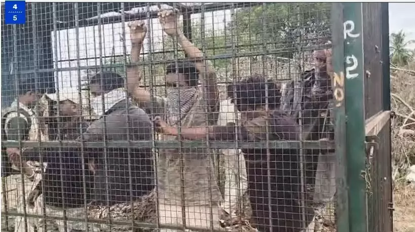 ಹುಲಿ ಹಿಡಿಯಲಿಲ್ಲ ಎಂದು ಅರಣ್ಯ ಇಲಾಖೆ ಅಧಿಕಾರಿಗಳನ್ನೇ ಬೋನಿನಲ್ಲಿ ಕೂಡಿ ಹಾಕಿದ ಗ್ರಾಮಸ್ಥರು!