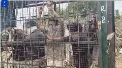 ಹುಲಿ ಹಿಡಿಯಲಿಲ್ಲ ಎಂದು ಅರಣ್ಯ ಇಲಾಖೆ ಅಧಿಕಾರಿಗಳನ್ನೇ ಬೋನಿನಲ್ಲಿ ಕೂಡಿ ಹಾಕಿದ ಗ್ರಾಮಸ್ಥರು!