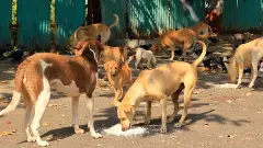 Uttar Pradesh: Dogs That Bite Humans Twice to Face Life Imprisonment Under New Rule