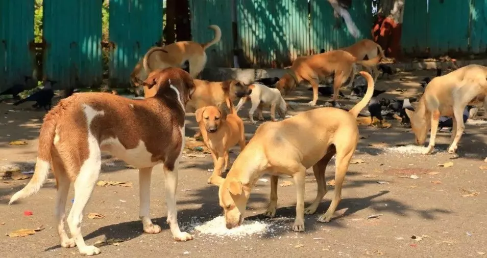 Uttar Pradesh: Dogs That Bite Humans Twice to Face Life Imprisonment Under New Rule Uttar Pradesh: Dogs That Bite Humans Twice to Face Life Imprisonment Under New Rule