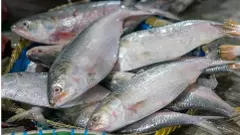 ದುರ್ಗಾ ಪೂಜೆ ಉಡುಗೊರೆ ; ಕೊಲ್ಕತ್ತಾಗೆ ಬಂದ ಬಾಂಗ್ಲಾದ ಪದ್ಮ ಹಿಲ್ಸಾ ಮೀನು