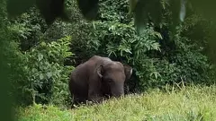 ಒಂಟಿ ಸಲಗ ಓಂಕಾರನ ಪಯಣ: ಕಳಸಾ-ಬಂಡೂರಿ ವಿವಾದಕ್ಕೆ ಹೊಸ ತಿರುವು ನೀಡಿದ ಗಜ ರಾಜನೀತಿ!