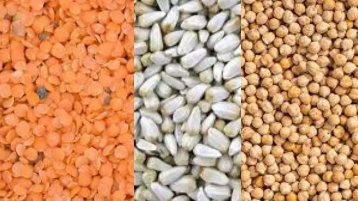 Centre approves increase in support price for pulses, chickpeas, mustard