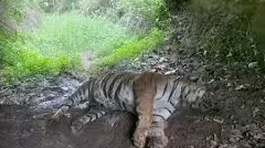 Tiger carcass found in Malemahadeshwar forest, Minister Khandre orders investigation
