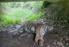 Tiger carcass found in Malemahadeshwar forest, Minister Khandre orders investigation