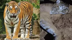 ಹನೂರು ಹುಲಿ ಹತ್ಯೆ ಪ್ರಕರಣ: ಪ್ರಮುಖ ಆರೋಪಿ ಅರಣ್ಯ ಇಲಾಖೆ ಬಲೆಗೆ, ಮತ್ತಿಬ್ಬರು ವಶಕ್ಕೆ