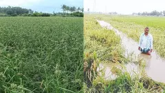 Untimely rains A boon for the south of the state, a curse for the north