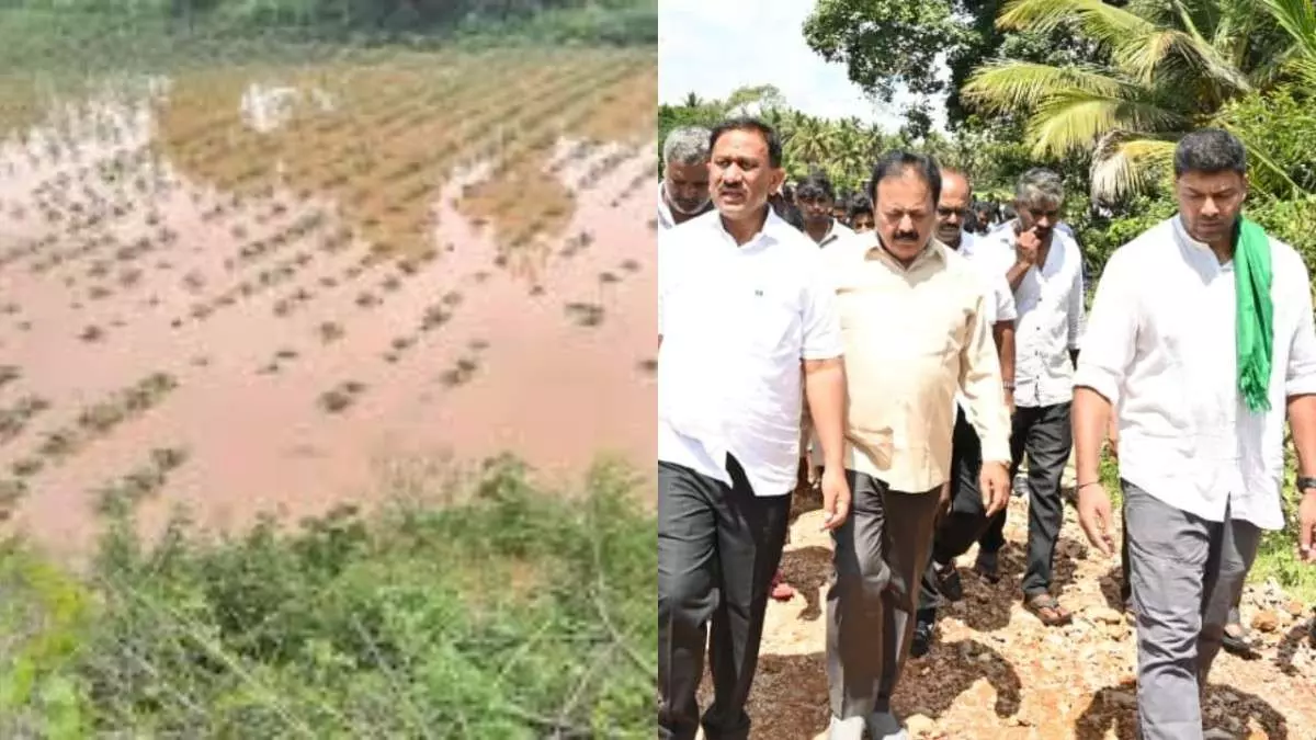 80 thousand hectares of crops damaged in Mandya due to heavy rains, instructions to provide compensation 80 thousand hectares of crops damaged in Mandya due to heavy rains, instructions to provide compensation