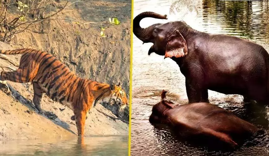ಹವಾಮಾನ ಬಿಕ್ಕಟ್ಟು: ಈಶಾನ್ಯ ಭಾರತದ ವಿಶ್ವ ಪರಂಪರಾ ಉದ್ಯಾನವನಗಳಿಗೆ ತಂದಿದೆ ಗಂಡಾಂತರ ಹವಾಮಾನ ಬಿಕ್ಕಟ್ಟು: ಈಶಾನ್ಯ ಭಾರತದ ವಿಶ್ವ ಪರಂಪರಾ ಉದ್ಯಾನವನಗಳಿಗೆ ತಂದಿದೆ ಗಂಡಾಂತರ