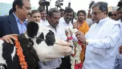 ಗೋಪೂಜೆ ನೆಪ; ಜನಜಾಗೃತಿಗೆ ಕರೆ;  ಕಾಂಗ್ರೆಸ್‌ ಸರ್ಕಾರದಿಂದ ಹಿಂದುತ್ವ ಜಪ