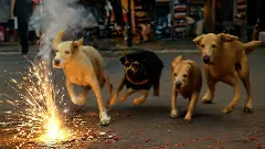 ಬೆಂಗಳೂರು| ಪಟಾಕಿ ಅಬ್ಬರಕ್ಕೆ ನೂರಾರು ನಾಯಿಗಳು ನಾಪತ್ತೆ