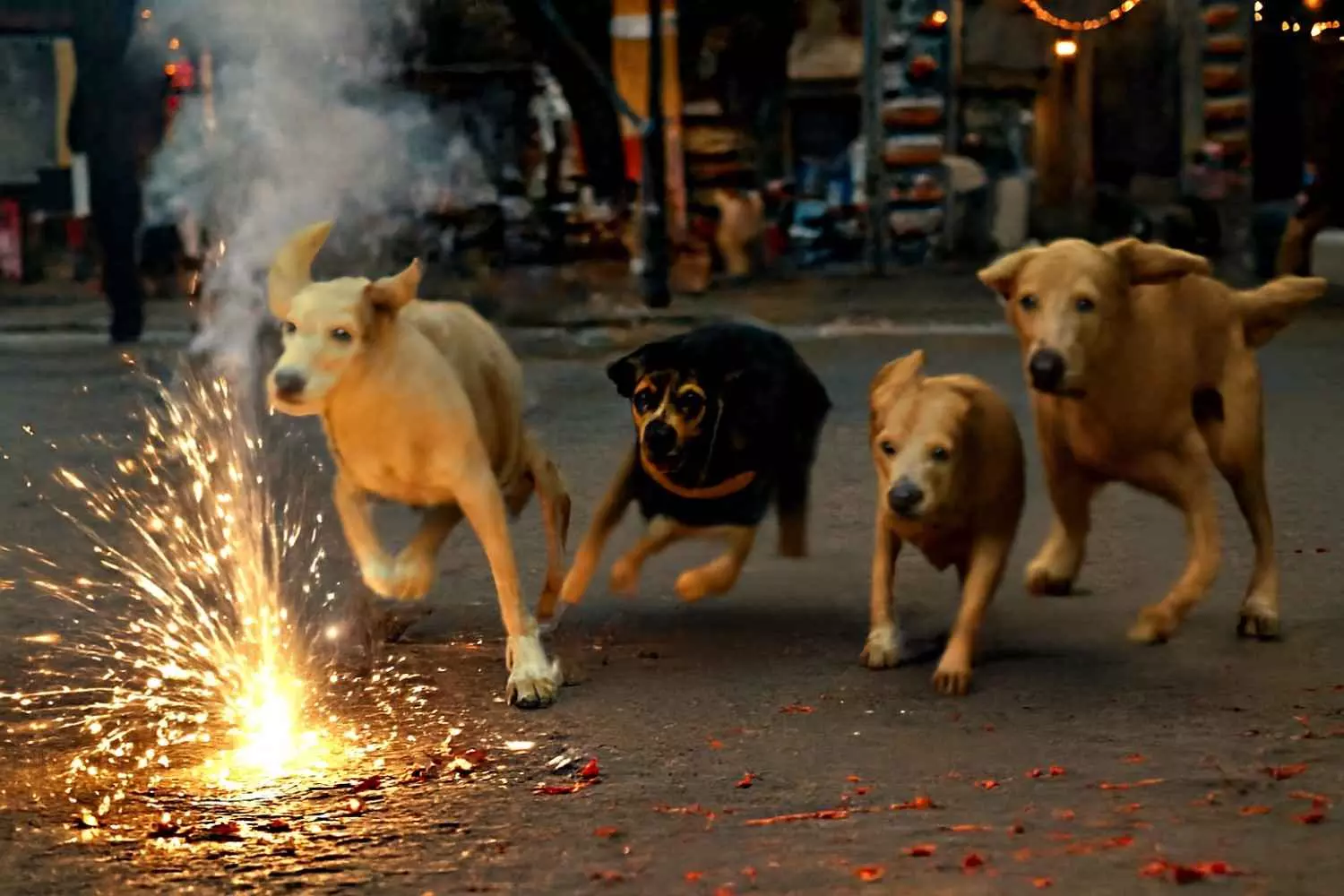 ಬೆಂಗಳೂರು| ಪಟಾಕಿ ಅಬ್ಬರಕ್ಕೆ ನೂರಾರು ನಾಯಿಗಳು ನಾಪತ್ತೆ ಬೆಂಗಳೂರು| ಪಟಾಕಿ ಅಬ್ಬರಕ್ಕೆ ನೂರಾರು ನಾಯಿಗಳು ನಾಪತ್ತೆ