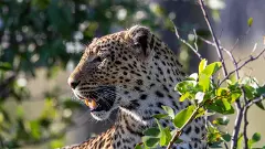 ಚಿರತೆ-ಮಾನವ ಸಹಬಾಳ್ವೆ ಮಾದರಿಗೆ ದಕ್ಕಿತು ರಾಷ್ಟ್ರೀಯ ಸಮ್ಮಾನ!