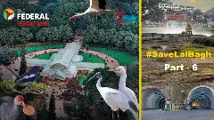 Save Lalbagh| ಬಾನಾಡಿಗಳಿಗೆ ಲಾಲ್‌ಬಾಗ್‌ ಸ್ವರ್ಗ; ಟನಲ್‌ ರಸ್ತೆಯಿಂದ ಪಕ್ಷಿಗಳ ಸಂತತಿಗೆ ಹಾನಿ ಆತಂಕ