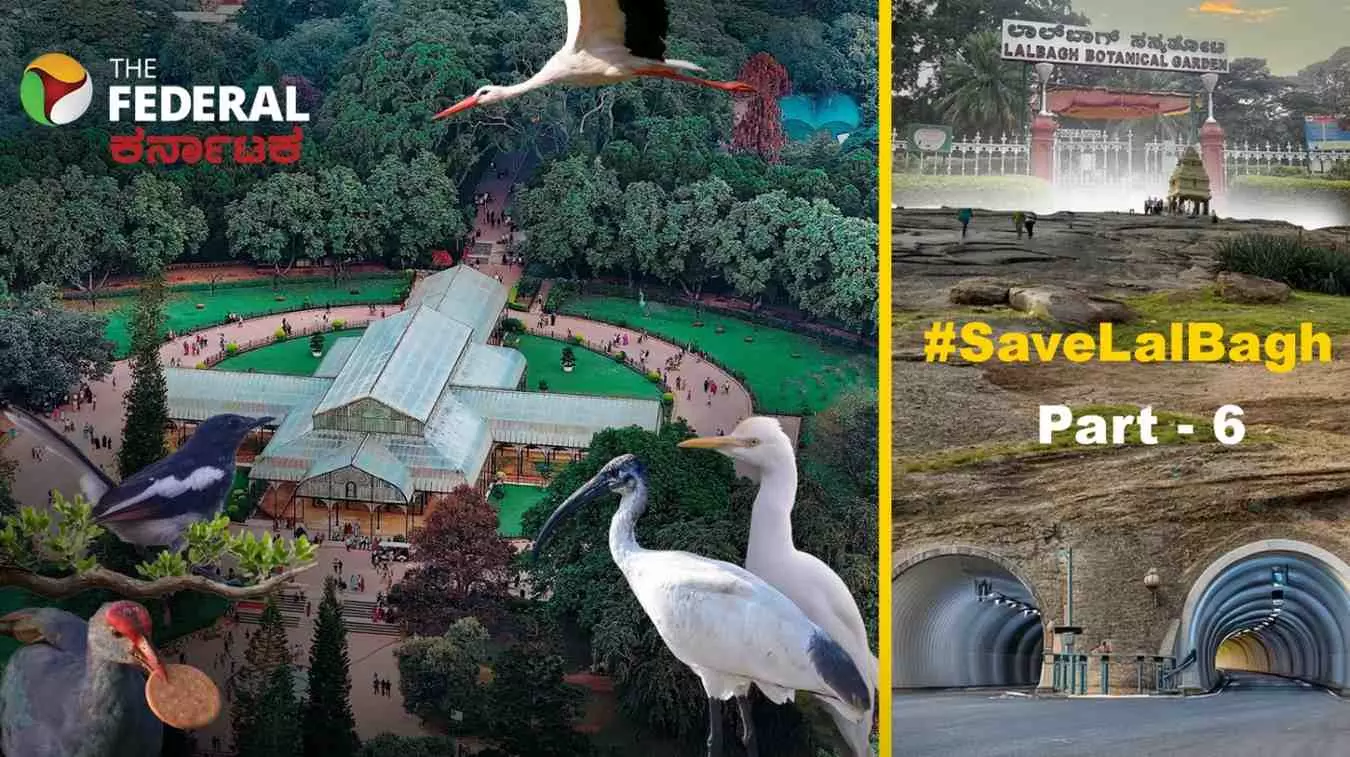 Save Lalbagh| ಬಾನಾಡಿಗಳಿಗೆ ಲಾಲ್‌ಬಾಗ್‌ ಸ್ವರ್ಗ; ಟನಲ್‌ ರಸ್ತೆಯಿಂದ ಪಕ್ಷಿಗಳ ಸಂತತಿಗೆ ಹಾನಿ ಆತಂಕ