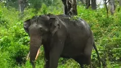 ಶೃಂಗೇರಿ ಬಳಿ ಕಾಡಾನೆ ದಾಳಿಗೆ ಇಬ್ಬರು ರೈತರು ಬಲಿ; ಅರಣ್ಯ ಇಲಾಖೆ ವಿರುದ್ಧ ಸ್ಥಳೀಯರ ಪ್ರತಿಭಟನೆ