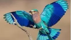 Urbanization, superstition threaten IndianRoler, 30% of birds disappear in 12 years