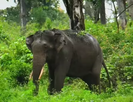 ಶೃಂಗೇರಿ ಬಳಿ ಕಾಡಾನೆ ದಾಳಿಗೆ ಇಬ್ಬರು ರೈತರು ಬಲಿ; ಅರಣ್ಯ ಇಲಾಖೆ ವಿರುದ್ಧ ಸ್ಥಳೀಯರ ಪ್ರತಿಭಟನೆ ಶೃಂಗೇರಿ ಬಳಿ ಕಾಡಾನೆ ದಾಳಿಗೆ ಇಬ್ಬರು ರೈತರು ಬಲಿ; ಅರಣ್ಯ ಇಲಾಖೆ ವಿರುದ್ಧ ಸ್ಥಳೀಯರ ಪ್ರತಿಭಟನೆ