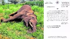 Two elephants die from electrocution, Minister Khandre orders investigation
