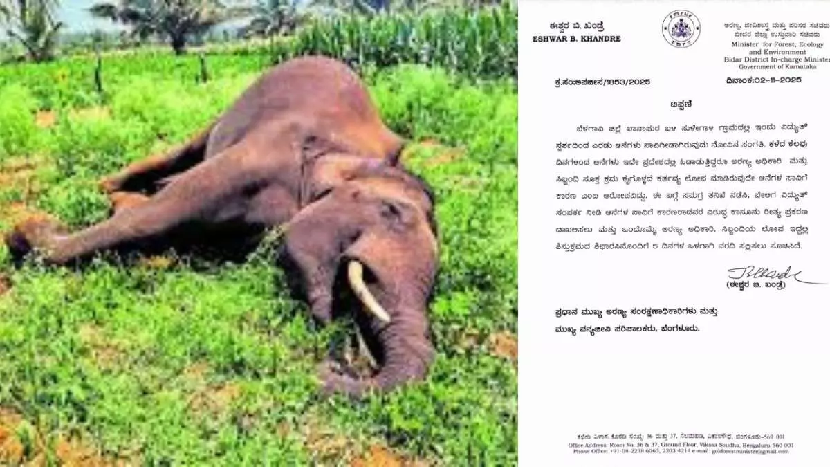 Two elephants die from electrocution, Minister Khandre orders investigation