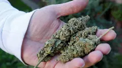 ಬೆಂಗಳೂರು ವಿಮಾನ ನಿಲ್ದಾಣದಲ್ಲಿ 37.88 ಕೋಟಿ ರೂ. ಮೌಲ್ಯದ ಹೈಡ್ರೋಪೋನಿಕ್ ಗಾಂಜಾ ವಶ