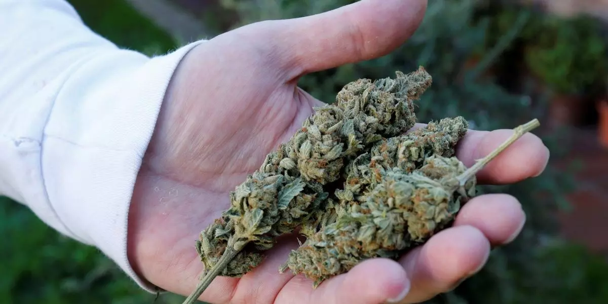 ಬೆಂಗಳೂರು ವಿಮಾನ ನಿಲ್ದಾಣದಲ್ಲಿ 37.88 ಕೋಟಿ ರೂ. ಮೌಲ್ಯದ ಹೈಡ್ರೋಪೋನಿಕ್ ಗಾಂಜಾ ವಶ