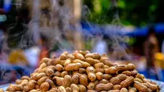 ನ.8 ರಿಂದ ಮಲ್ಲೇಶ್ವರಂನಲ್ಲಿ ಕಡಲೆಕಾಯಿ ಪರಿಷೆ; ಪ್ಲಾಸ್ಟಿಕ್‌ ಮುಕ್ತ ಮೇಳಕ್ಕೆ ಒತ್ತು