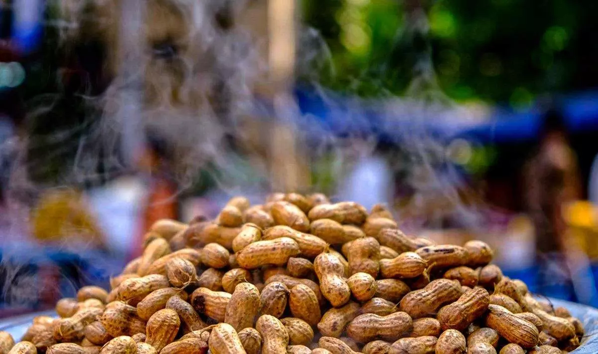 ನ.8 ರಿಂದ ಮಲ್ಲೇಶ್ವರಂನಲ್ಲಿ ಕಡಲೆಕಾಯಿ ಪರಿಷೆ; ಪ್ಲಾಸ್ಟಿಕ್‌ ಮುಕ್ತ ಮೇಳಕ್ಕೆ ಒತ್ತು