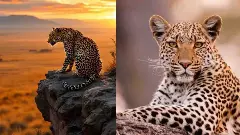 ಕೂಂಬಿಂಗ್ ವೇಳೆ ಚಿರತೆ ದಾಳಿ: ಸರಗೂರಲ್ಲಿ ಅರಣ್ಯ ಸಿಬ್ಬಂದಿಗೆ ಗಾಯ, ಗ್ರಾಮಸ್ಥರಲ್ಲಿ ಆತಂಕ