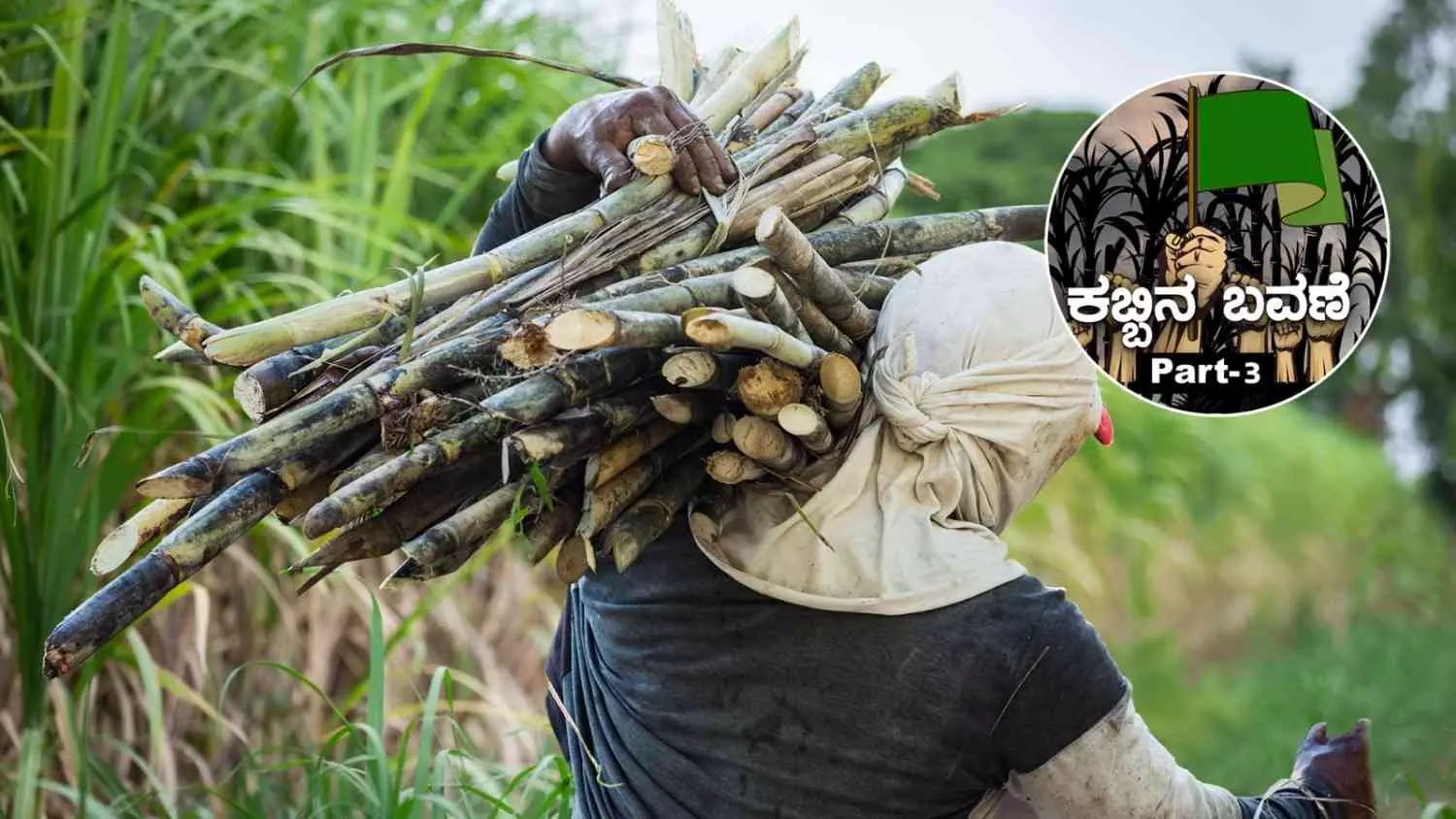 ಕಬ್ಬಿನ ಬವಣೆ: Part-3| ಉತ್ತಮ ಬೆಳೆ ಬಂದರೂ ಸಿಗದ ಸೂಕ್ತ ಬೆಲೆ; ಸರ್ಕಾರದ ಭರವಸೆಗೆ ರೈತರ ಅಸಮಾಧಾನ ಕಬ್ಬಿನ ಬವಣೆ: Part-3| ಉತ್ತಮ ಬೆಳೆ ಬಂದರೂ ಸಿಗದ ಸೂಕ್ತ ಬೆಲೆ; ಸರ್ಕಾರದ ಭರವಸೆಗೆ ರೈತರ ಅಸಮಾಧಾನ