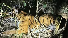 ಮೊಳೆಯೂರು ವಲಯದಲ್ಲಿ ರೈತನನ್ನು ಬಲಿಪಡೆದಿದ್ದ ನರಭಕ್ಷಕ ಹುಲಿ ಸೆರೆ