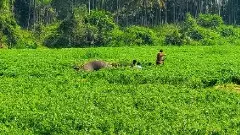 ಹಾರೋಬೆಲೆ ಜಲಾಶಯದ ಹಿನ್ನೀರಿನಲ್ಲಿ ಮುಳುಗಿ ಎರಡು ಕಾಡಾನೆಗಳು ಸಾವು