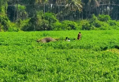 ಹಾರೋಬೆಲೆ ಜಲಾಶಯದ ಹಿನ್ನೀರಿನಲ್ಲಿ ಮುಳುಗಿ ಎರಡು ಕಾಡಾನೆಗಳು ಸಾವು