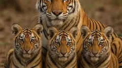 ಬಂಡೀಪುರ|ತಾಯಿ ಹುಲಿ ಮತ್ತು 3 ಮರಿಗಳನ್ನು ಸೆರೆಹಿಡಿದ ಅರಣ್ಯ ಅಧಿಕಾರಿಗಳು