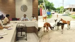 Instructions to increase neutering of dogs in the West Municipal Corporation area