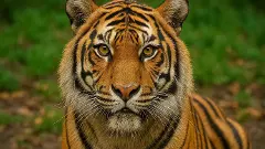 ಹುಲಿಯ AI ವಿಡಿಯೊ ಸೃಷ್ಟಿ| ಸುಳ್ಳುಸುದ್ದಿ ಹಬ್ಬಿಸುವವರ ವಿರುದ್ಧ ಕಾನೂನು ಕ್ರಮ; ಅರಣ್ಯ ಇಲಾಖೆ ಎಚ್ಚರಿಕೆ