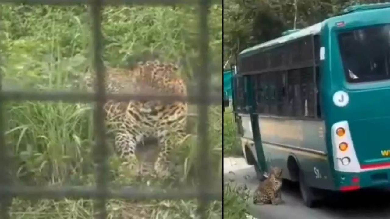 ಬನ್ನೇರುಘಟ್ಟದಲ್ಲಿ ಮತ್ತೆ ಪ್ರವಾಸಿಗರ ಮೇಲೆ ಚಿರತೆ ದಾಳಿ: ಮಹಿಳೆಗೆ ಗಾಯ ಬನ್ನೇರುಘಟ್ಟದಲ್ಲಿ ಮತ್ತೆ ಪ್ರವಾಸಿಗರ ಮೇಲೆ ಚಿರತೆ ದಾಳಿ: ಮಹಿಳೆಗೆ ಗಾಯ