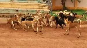 Man killed in stray dog ​​attack in Someshwara municipality