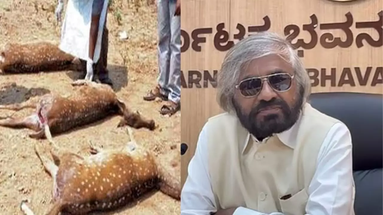 ಬೆಳಗಾವಿ ಮೃಗಾಲಯದಲ್ಲಿ 19 ಜಿಂಕೆ ಸಾವು; ತನಿಖೆಗೆ ಈಶ್ವರ ಖಂಡ್ರೆ ಆದೇಶ ಬೆಳಗಾವಿ ಮೃಗಾಲಯದಲ್ಲಿ 19 ಜಿಂಕೆ ಸಾವು; ತನಿಖೆಗೆ ಈಶ್ವರ ಖಂಡ್ರೆ ಆದೇಶ