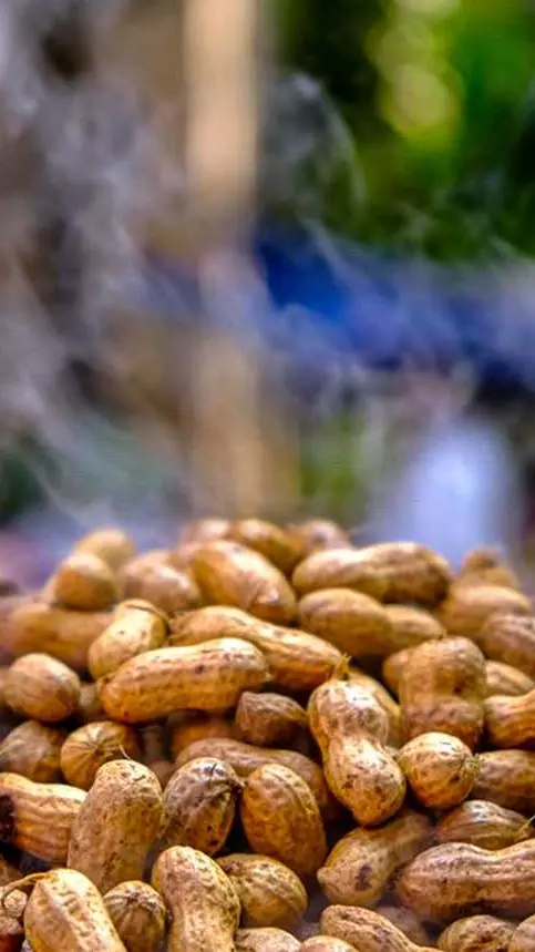 ಐತಿಹಾಸಿಕ ಬಸವನಗುಡಿ ಕಡಲೆಕಾಯಿ ಪರಿಷೆಗೆ ಇಂದು ಚಾಲನೆ, ಐದು ದಿನಗಳ ಕಾಲ ಸಂಭ್ರಮದ ಜಾತ್ರೆ ಐತಿಹಾಸಿಕ ಬಸವನಗುಡಿ ಕಡಲೆಕಾಯಿ ಪರಿಷೆಗೆ ಇಂದು ಚಾಲನೆ, ಐದು ದಿನಗಳ ಕಾಲ ಸಂಭ್ರಮದ ಜಾತ್ರೆ