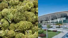 ವಿಮಾನ ನಿಲ್ದಾಣದಲ್ಲಿ ಕೋಟಿ ಕೋಟಿ ಮೌಲ್ಯದ ಹೈಡ್ರೋಪೋನಿಕ್ ಗಾಂಜಾ ವಶ