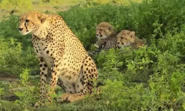 ಹುಲಿ ಖೆಡ್ಡಾದಲ್ಲಿ ಚೀತಾಧಾಮವೇ? ಪರಭಕ್ಷಕಗಳ ನಡುವೆಯೇ ಜಗಳ ತಂದಿಡುವ ಯಡವಟ್ ಯೋಜನೆಗೆ ಅಪಸ್ವರ ಹುಲಿ ಖೆಡ್ಡಾದಲ್ಲಿ ಚೀತಾಧಾಮವೇ? ಪರಭಕ್ಷಕಗಳ ನಡುವೆಯೇ ಜಗಳ ತಂದಿಡುವ ಯಡವಟ್ ಯೋಜನೆಗೆ ಅಪಸ್ವರ