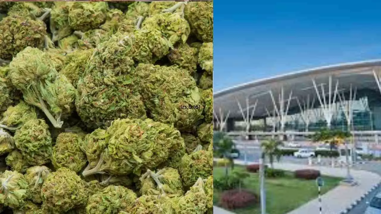 ವಿಮಾನ ನಿಲ್ದಾಣದಲ್ಲಿ ಕೋಟಿ ಕೋಟಿ ಮೌಲ್ಯದ ಹೈಡ್ರೋಪೋನಿಕ್ ಗಾಂಜಾ ವಶ ವಿಮಾನ ನಿಲ್ದಾಣದಲ್ಲಿ ಕೋಟಿ ಕೋಟಿ ಮೌಲ್ಯದ ಹೈಡ್ರೋಪೋನಿಕ್ ಗಾಂಜಾ ವಶ